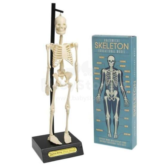 Anatomical skeleton educational model, Rex London