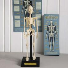 Anatomical skeleton educational model, Rex London