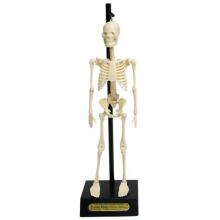 Anatomical skeleton educational model, Rex London