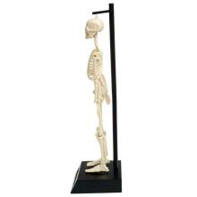 Anatomical skeleton educational model, Rex London