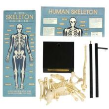 Anatomical skeleton educational model, Rex London