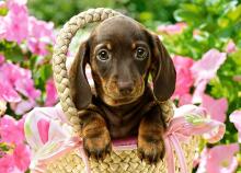 CASTORLAND puzzle Cute Dachshund, 260 el.  B-27514-1