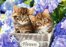 CASTORLAND puzzle Cute Kittens, 60 el., B-066087