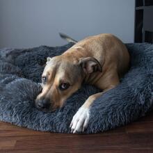 Dog or cat bed Springos PA0151 90 cm